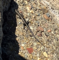 Pseudemoia spenceri at Namadgi National Park - 3 Feb 2024