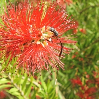 Gasteruption sp. (genus) (Gasteruptiid wasp) at Burradoo, NSW - 1 Feb 2024 by GlossyGal
