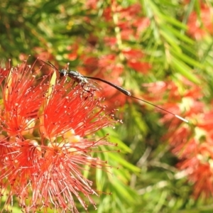 Gasteruption sp. (genus) at Wingecarribee Local Government Area - suppressed