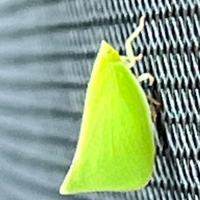 Siphanta acuta (Green planthopper, Torpedo bug) at Gungahlin, ACT - 3 Feb 2024 by Timberpaddock