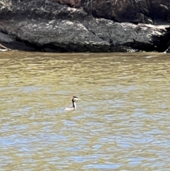 Podiceps cristatus (Great Crested Grebe) at Cavan, NSW - 27 Jan 2024 by Timberpaddock