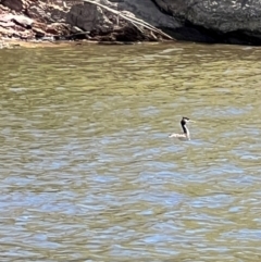 Podiceps cristatus at Cavan, NSW - 27 Jan 2024 02:14 PM