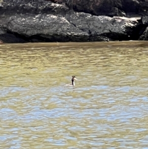 Podiceps cristatus at Cavan, NSW - 27 Jan 2024 02:14 PM