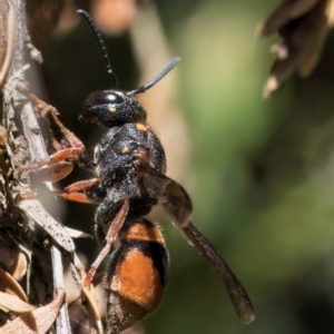 Paralastor sp. (genus) at McKellar, ACT - 19 Jan 2024