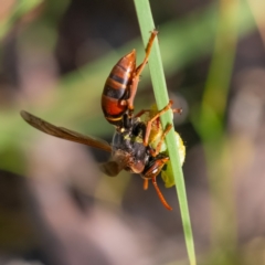 Polistes (Polistella) humilis (Common Paper Wasp) at Higgins Woodland - 2 Feb 2024 by Untidy