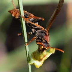 Polistes (Polistella) humilis at Higgins Woodland - 2 Feb 2024