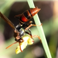 Polistes (Polistella) humilis at Higgins Woodland - 2 Feb 2024