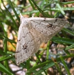 Dichromodes estigmaria (Pale Grey Heath Moth) at Jerrabomberra, NSW - 3 Feb 2024 by SteveBorkowskis