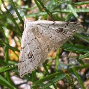 Dichromodes estigmaria at QPRC LGA - suppressed