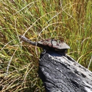Chelodina longicollis at Namadgi National Park - 3 Feb 2024