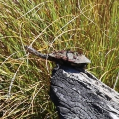 Chelodina longicollis (Eastern Long-necked Turtle) at Namadgi National Park - 3 Feb 2024 by RodDeb