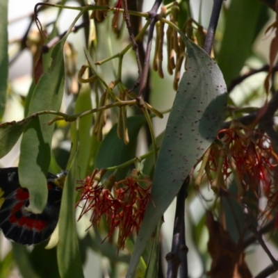 Amyema miquelii (Box Mistletoe) at Tharwa, ACT - 3 Feb 2024 by RodDeb