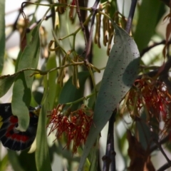 Amyema miquelii (Box Mistletoe) at Namadgi National Park - 3 Feb 2024 by RodDeb