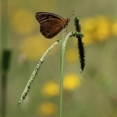 Paspalum dilatatum (Paspalum) at Tharwa, ACT - 3 Feb 2024 by RodDeb