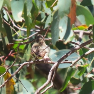 Gerygone olivacea at Namadgi National Park - 3 Feb 2024