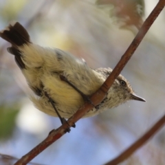 Acanthiza reguloides (Buff-rumped Thornbill) at Namadgi National Park - 3 Feb 2024 by RodDeb