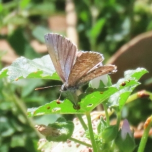 Theclinesthes serpentata at Namadgi National Park - 3 Feb 2024