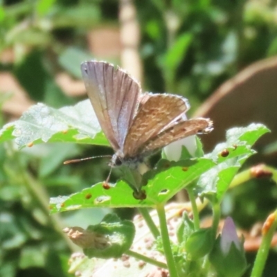 Theclinesthes serpentata (Saltbush Blue) at Tharwa, ACT - 3 Feb 2024 by RodDeb