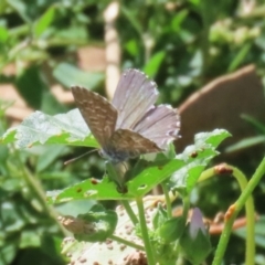 Theclinesthes serpentata at Namadgi National Park - 3 Feb 2024