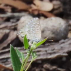 Theclinesthes serpentata at Namadgi National Park - 3 Feb 2024