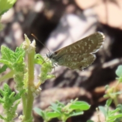 Theclinesthes serpentata at Namadgi National Park - 3 Feb 2024