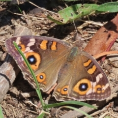 Junonia villida (Meadow Argus) at Namadgi National Park - 3 Feb 2024 by RodDeb