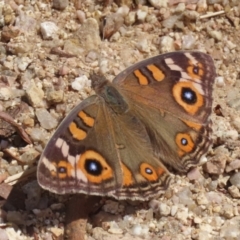 Junonia villida at Namadgi National Park - 3 Feb 2024