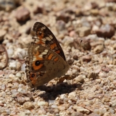 Junonia villida at Namadgi National Park - 3 Feb 2024