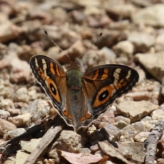 Junonia villida at Namadgi National Park - 3 Feb 2024