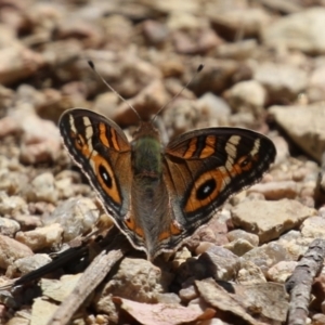 Junonia villida at Namadgi National Park - 3 Feb 2024