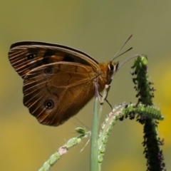 Heteronympha penelope (Shouldered Brown) at Tharwa, ACT - 3 Feb 2024 by RodDeb