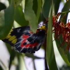 Delias harpalyce (Imperial Jezebel) at Namadgi National Park - 3 Feb 2024 by RodDeb
