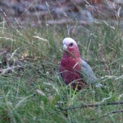 Eolophus roseicapilla (Galah) at Higgins, ACT - 2 Feb 2024 by Untidy