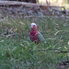 Eolophus roseicapilla at Higgins Woodland - 2 Feb 2024 06:18 PM