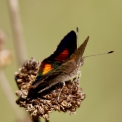 Paralucia aurifera (Bright Copper) at Mongarlowe, NSW - 3 Feb 2024 by LisaH