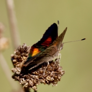 Paralucia aurifera at QPRC LGA - 3 Feb 2024