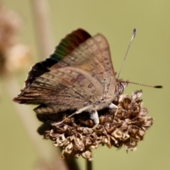 Paralucia aurifera at QPRC LGA - 3 Feb 2024