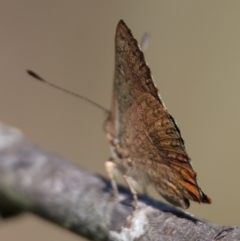 Paralucia aurifera at QPRC LGA - 3 Feb 2024