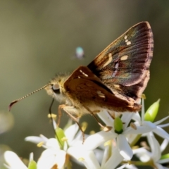 Dispar compacta (Barred Skipper) at Mongarlowe River - 3 Feb 2024 by LisaH