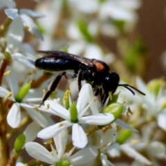 Leioproctus (Leioproctus) irroratus (Yellow-shouldered Bee) at Mongarlowe, NSW - 3 Feb 2024 by LisaH