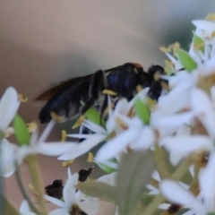 Leioproctus (Leioproctus) irroratus at QPRC LGA - 3 Feb 2024