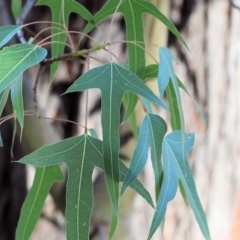 Brachychiton populneus (Kurrajong) at Baranduda, VIC - 2 Feb 2024 by KylieWaldon