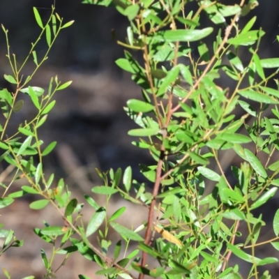 Acacia verniciflua (Varnish Wattle) at Wodonga - 2 Feb 2024 by KylieWaldon