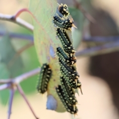 Doratifera (genus) at Wodonga - 3 Feb 2024