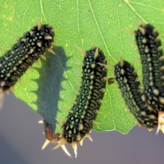 Doratifera (genus) at Wodonga - 3 Feb 2024