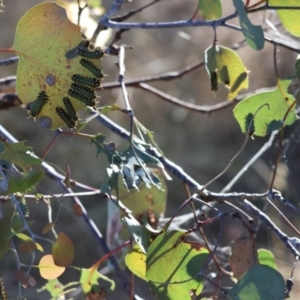 Doratifera (genus) at Wodonga - 3 Feb 2024