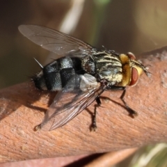 Unidentified Other true fly at WREN Reserves - 2 Feb 2024 by KylieWaldon