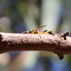 Sceliphron laetum (Common mud dauber wasp) at Wodonga - 3 Feb 2024 by KylieWaldon