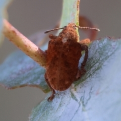 Gonipterus sp. (genus) (Eucalyptus Weevil) at Baranduda, VIC - 2 Feb 2024 by KylieWaldon