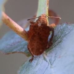 Gonipterus sp. (genus) (Eucalyptus Weevil) at Wodonga - 3 Feb 2024 by KylieWaldon